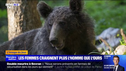 Beaucoup de femmes préféreraient croiser un ours  brun plutôt qu'un homme lors d'une balade en forêt