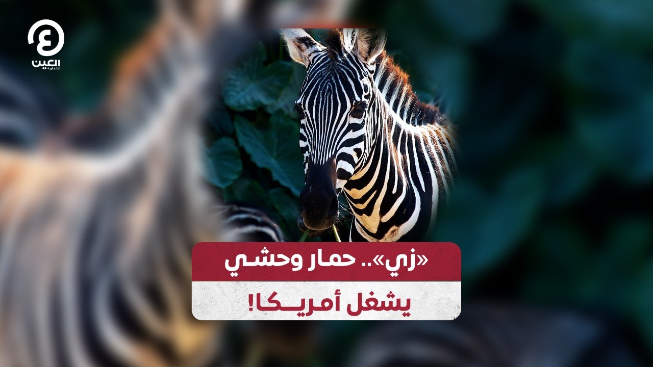 زي.. حمار وحشي يشغل أمريكا!
