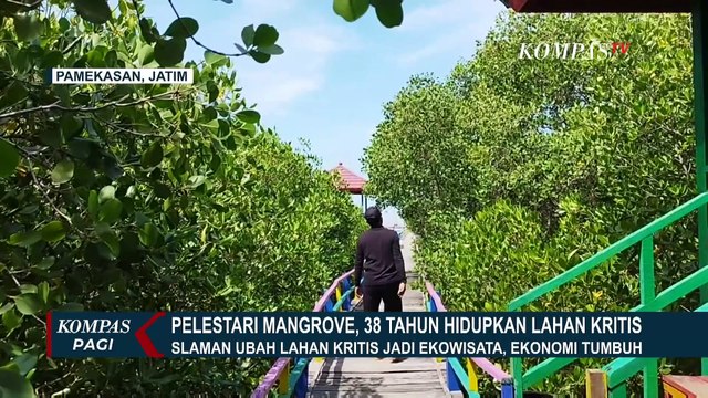Pelestari Mangrove, Slaman Hidupkan Lahan Kritis di Pamekasan Selama 38 Tahun