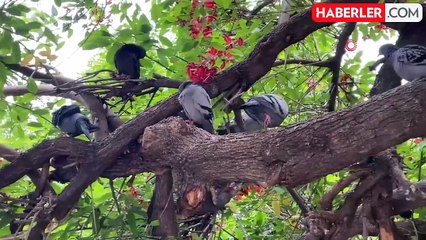 Binlerce kuşun bulunduğu Atatürk Parkı çocuklu ailelerin vazgeçilmezi oldu