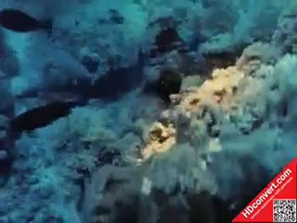 1968 The Undersea World of Jacques Cousteau S01E21 500 Million Years Beneath the Sea
