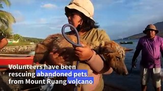 Rescuers brave Indonesia volcano eruptions to save pets