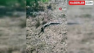 Türkiye'nin en zehirli yılanı olan koca engereklerin çiftleşme dansı kamerada