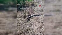Tek ısırığı öldürüyor: Türkiye'deki en zehirli yılan çiftleşirken görüntülendi
