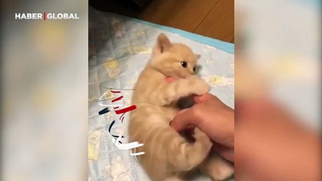 Sahibinin parmağıyla anlaşamayan kedi sosyal medyada gündem oldu