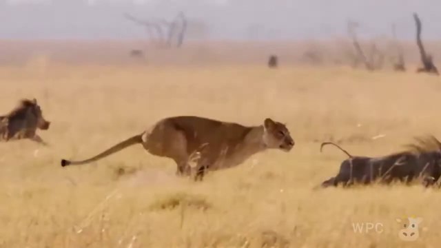 Warthog ran into a group of Lions
