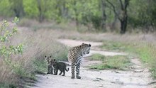 Jornada Materna - A Caminhada de um Leopardo com Seus Pequenos!