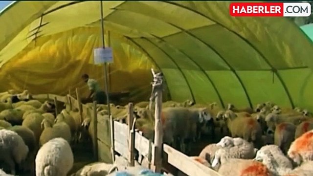 Kurban fiyatları ne kadar? 2024 Kurban fiyatları ne kadar? Büyükbaş ve küçükbaş kurban fiyatları!