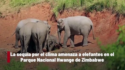La sequía amenaza la población de elefantes en el Parque Nacional Hwange de Zimbabwe