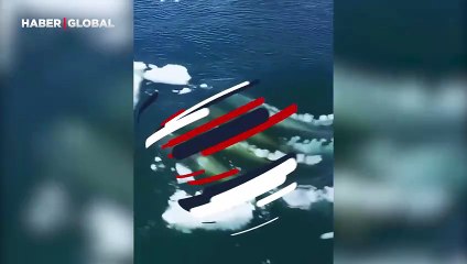 Katil balinalar işte böyle avlanıyorlar! Kameraya yansıyan o yöntem pes dedirtti