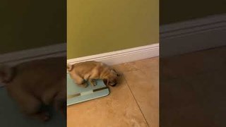 Pug Puppy Does Zoomies Across House and Slams Her Face Into Wall