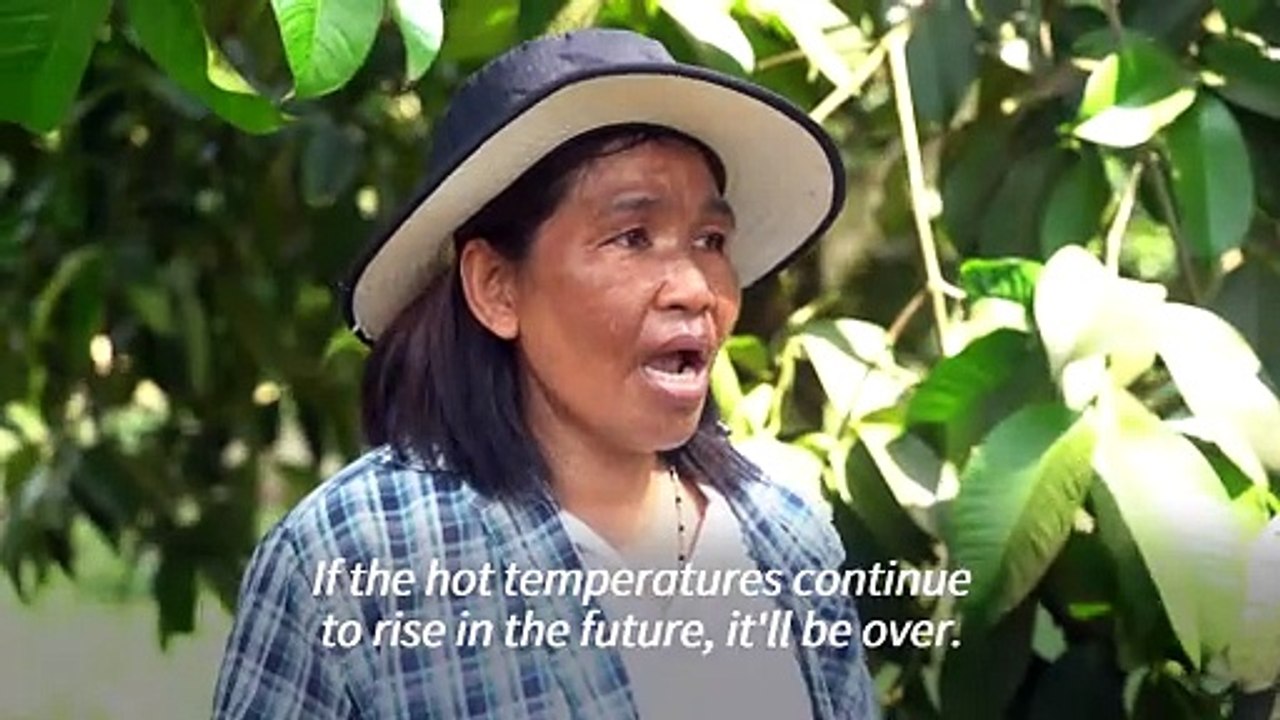Heatwave hammers Thailand's stinky but lucrative durian farms