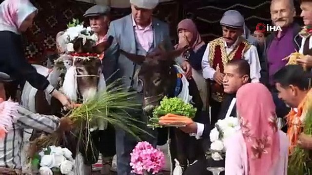 Böylesi ne görüldü ne de duyuldu: Eşeklere Antalya'da takılı, çalgılı ve balayı dahil düğün!