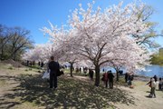 Toronto'daki High Park'ta görsel şölen