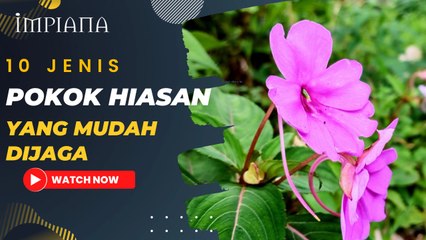 10 Jenis Pokok Hiasan Yang Mudah Dijaga