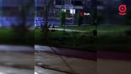 Tilkiler şehir merkezini mesken tuttu