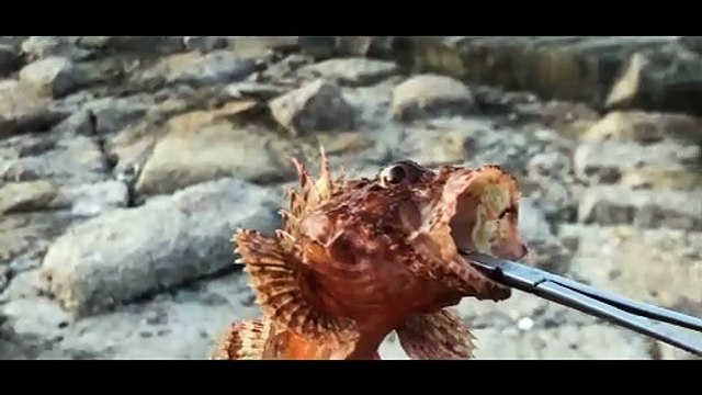 Héros de la Méditerranée française - l'expédition Thalas Bande-annonce VF