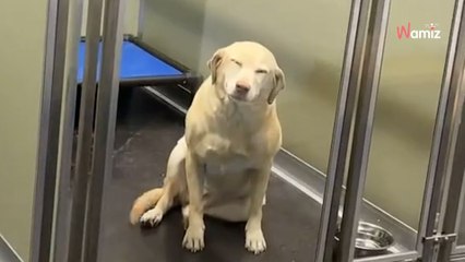 Ce chien leur dit "bonjour" de la plus mignonne des manières : la vidéo cumule plus de 75 millions de vues
