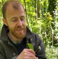 On est allé à la cueillette d'ail des ours avec Christophe de Hody