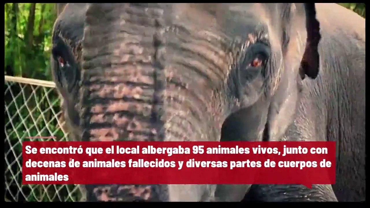 La policía confisca decenas de animales, vivos y muertos, del zoológico de Virginia