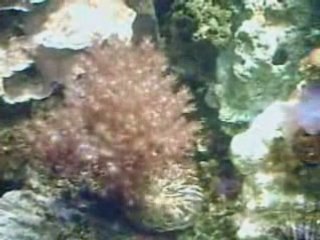 Video aqua eau de mer repro by zephirin 51