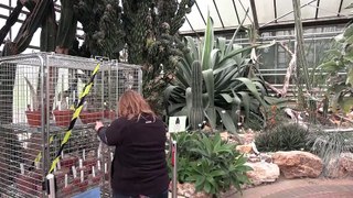 Des plantes rares saisies, désormais abritées dans un jardin botanique
