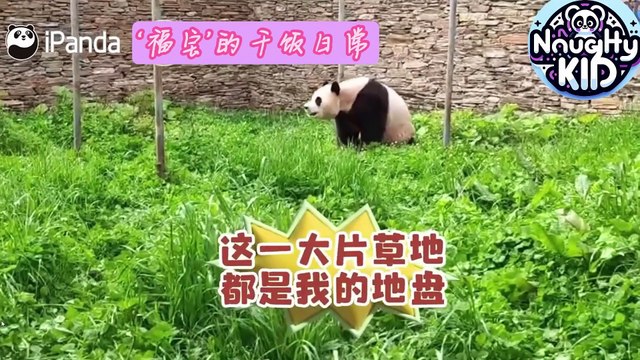Panda 9¾ Station：The daily life of  fubao