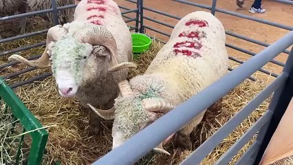 احتفالات عيد الأضحى في المغرب 🇲🇦: تقاليد وتقاليد مميزة