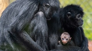 Cuteness Alert! Zoo Shows off Rare Baby Colombian Black Spider Monkey