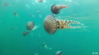 The quest to understand jellyfish