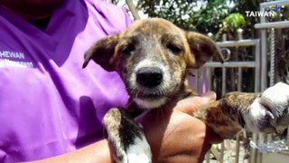 Indonesian Volunteers Rescue Pets Abandoned After Mt. Ruang Eruption