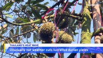 Thailand's Iconic Durian Fruit Hit by Unprecented Heat Wave