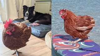Ex-battery hen living her best life - going surfing, camping and getting blowdries