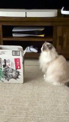 Funny cats video / cat funny moments/ naughty cats ❤️