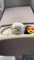 cute baby cats ❤❤  #cutecats #funnycats