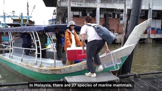 Watch: Malaysian scientists save marine mammals by listening to the sounds of the sea