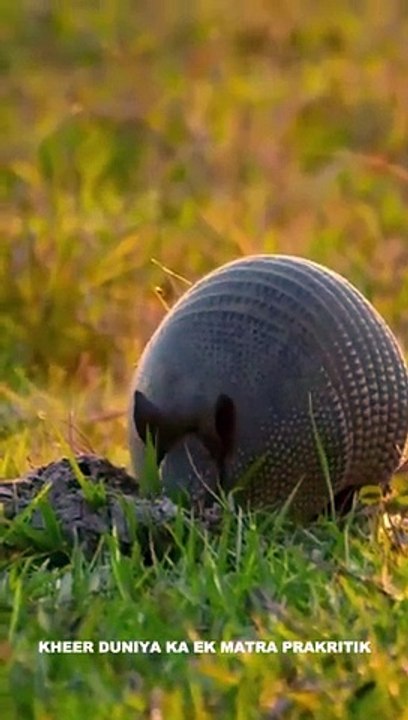 Bullet Proof animal #science #facts #sciencefacts #fact #earth