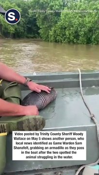 Officials Rescue Armadillo From Floodwaters in Southeast Texas