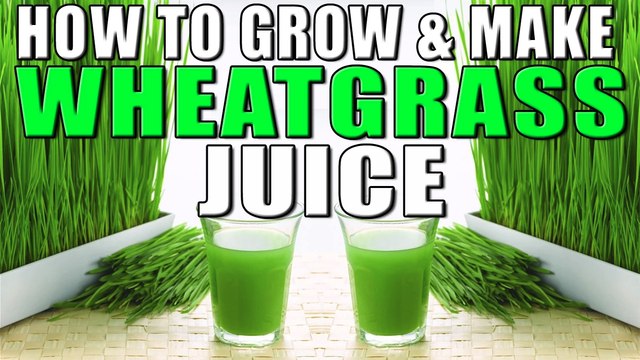 गेहूँ की घास उगाने और जूस निकलने की विधि | How to grow & make Wheatgrass Juice at home