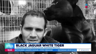 Black Jaguar-White Tiger: Profepa emite una resolución administrativa