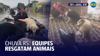 Equipes de resgate salvam animais durante chuvas no Rio Grande do Sul