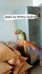 Babli ka Mitthu Talking Mitthu Mitthu #bablikamitthu #talking #mitthu #mitthu #raw #parrots #viralreelsシ #fypシviralシ2024