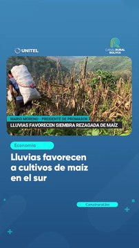 Lluvias favorecen a cultivos de maíz en el sur