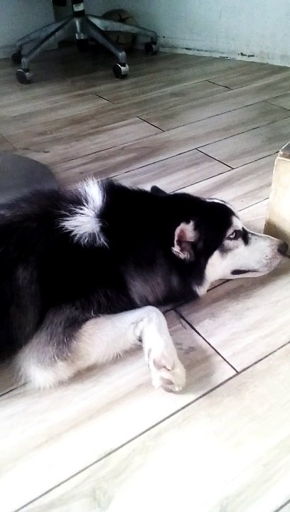 troy lagi malas