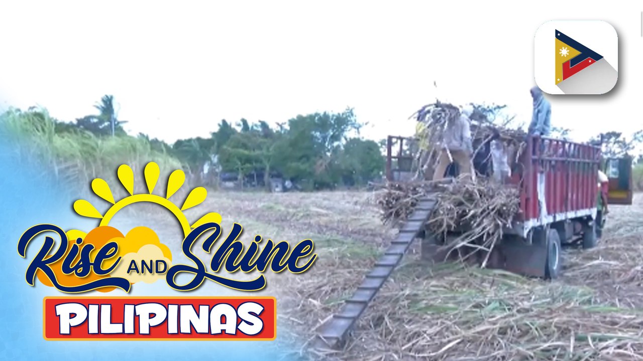 Produksyon ng raw sugar sa bansa, tumaas ngayong taon