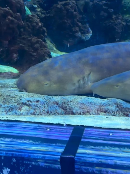 SeaWorld… florida …