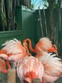 Flamingos…