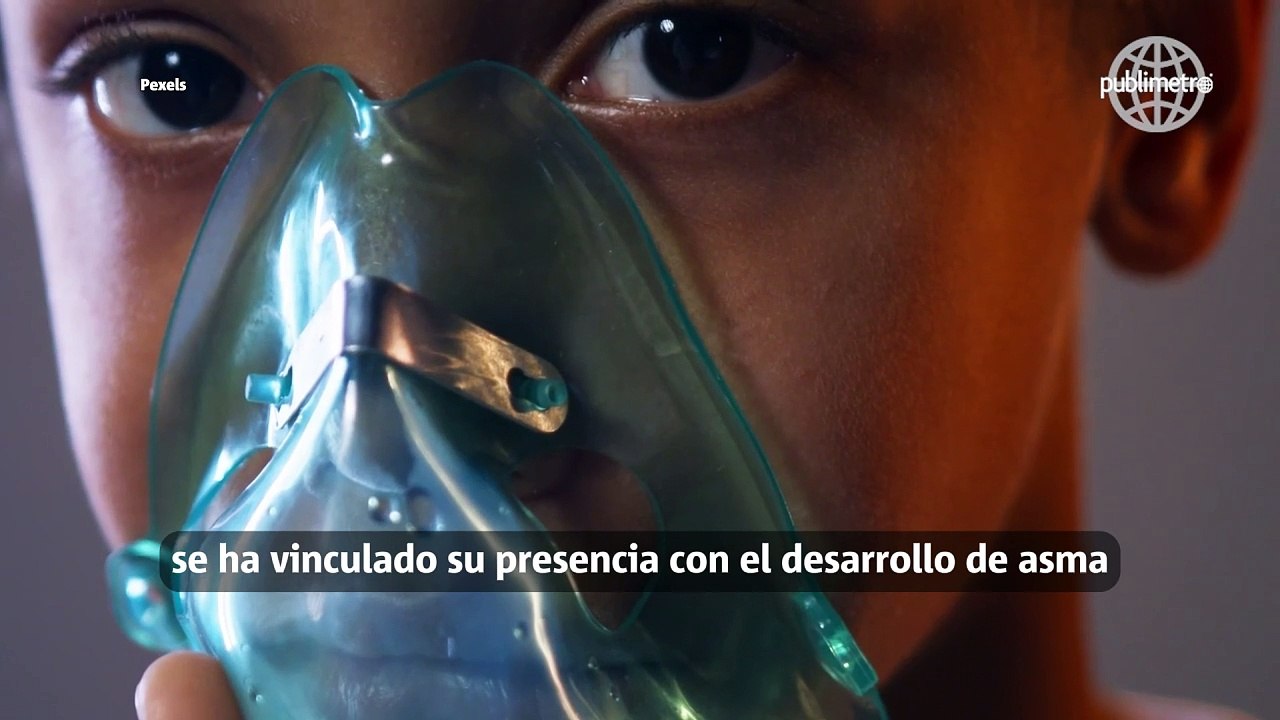 ¿Plaga de cucarachas?, 35% de las personas conviven con ellas sin saberlo