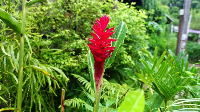 3 Juwelen und ein Klo #expad #essen #kunst #bio #organic #Thailand2022 #künstler #auswandern (1080p_30fps_H264-128kbit_AAC)