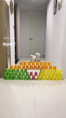 Cute Puppies Playing puzzle| Animal funny entertaining shorts